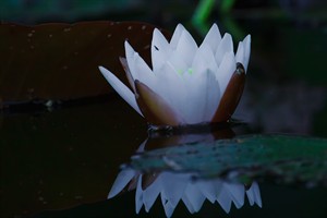 Waterlelie