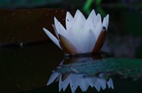 Waterlelie