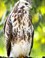 Buizerd