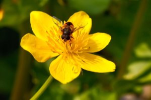 Bij feest op een boterbloem