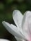 Magnolia is trekpleister voor bijen