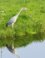 Blauwe reiger loert naar voedsel