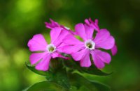 Koekoeksbloem is levende schoonheid