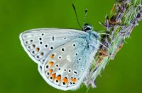 Icarusblauwtje, Nieuw Wulven, Icarusblauwtje