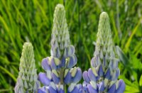 blauwe lupine, Het Staelduinse Bos, blauwe lupine