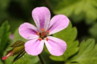 Robertskruid, Het Staelduinse Bos, Robertskruid