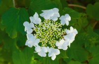 witte bloem, Het Staelduinse Bos