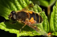 Wesp, Het Staelduinse Bos, Wesp