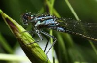 blauw libel