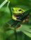 Boomkikker
