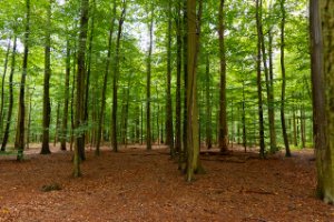 hoge bomen 
