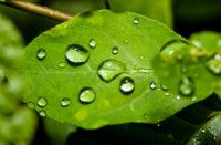 Regendruppel op blad, Liesbos, Regendruppel op blad
