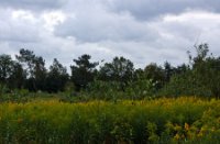 Landschap, Rucphense Bossen, Landschap