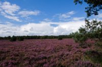 Struikhei veld in het natuurgebied Rucphense Bossen, Rucphense Bossen