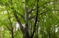 Boom, Het Staelduinse Bos, boom