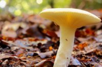Paddenstoel onbekend, Het Staelduinse Bos, Paddenstoel onbekend