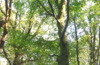 Hoge boom, Het Staelduinse Bos, hoge boom