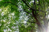 Wandelpad, Het Staelduinse Bos, Wandelpad