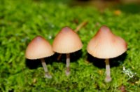 Paddestoeltjes , Het Staelduinse Bos, Paddestoeltjes 
