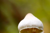 Paddestoeltje, Het Staelduinse Bos, Paddestoeltje