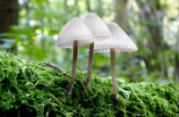 Paddestoeltjes, Het Staelduinse Bos, Paddestoeltjes 
