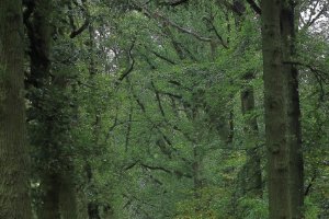Landschap