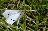 vlinder