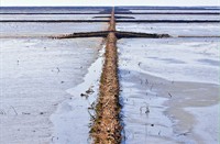 landschap