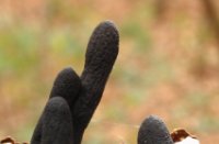 Houtknotszwammen (Xylaria polymorpha), Het Staelduinse Bos, Houtknotszwammen (Xylaria polymorpha)