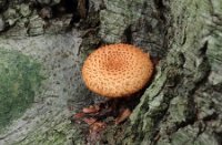 Schubbige Bundelzwam; Pholiota squarrosa; Shaggy scalycap, Het Staelduinse Bos, Schubbige Bundelzwam; Pholiota squarrosa; Shaggy scalycap