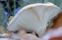 paddestoel, Het Staelduinse Bos, paddestoel