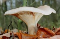 paddestoel, Het Staelduinse Bos, paddestoel