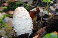 Geschubde inktzwammen, Het Staelduinse Bos, Geschubde inktzwammen