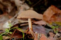 bruine paddestoelen, Het Staelduinse Bos, bruine paddestoelen