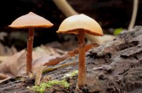 bruine paddestoelen, Het Staelduinse Bos, bruine paddestoelen