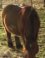 Wilde Paard