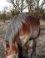 Wilde Paard