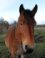 Wilde Paard