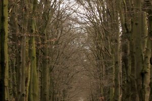 Wandelen onder de hoge bomen en genieten van Natuur.