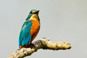 IJsvogel