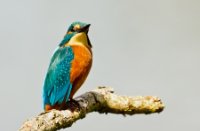 IJsvogel, Oostvaardersplassen, IJsvogel