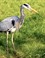 Blauwe Reiger