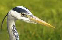 Blauwe Reiger kijkt niet zo lief...
