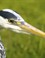 Blauwe Reiger kijkt niet zo lief...