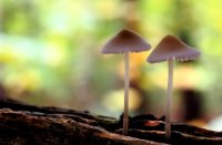 Paddenstoel onbekend, Het Staelduinse Bos, Paddenstoel onbekend