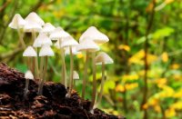 Paddenstoel onbekend, Het Staelduinse Bos, Paddenstoel onbekend