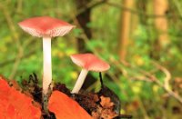 Paddenstoel onbekend, Het Staelduinse Bos, Paddenstoel onbekend