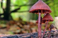 Paddenstoel onbekend, Het Staelduinse Bos, Paddenstoel onbekend