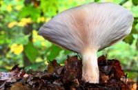 Paddenstoel onbekend, Het Staelduinse Bos, Paddenstoel onbekend