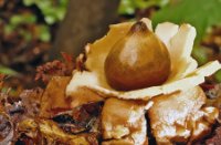 Paddenstoel onbekend, Het Staelduinse Bos, Paddenstoel onbekend
